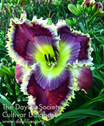 Passion's Success AHS image