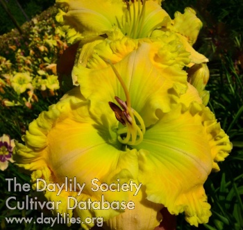 Shamrock Pumpkins AHS image