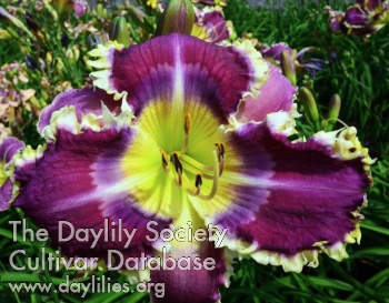 Violet Burst