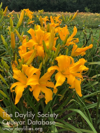 Butterscotch Trees AHS image