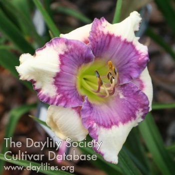 Knoll Cottage Darling Diva AHS image