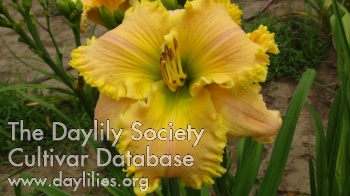 Spiked Poly AHS image