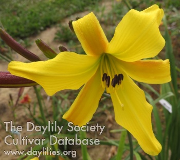 Dark Side of the Bloom AHS image