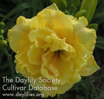 Kim's Carnations AHS image