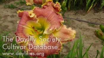 Banshee AHS image