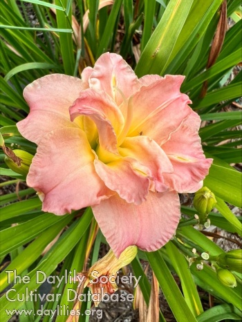 Marietta's Impish Pink AHS image