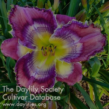 Spacecoast Launch Window - American Daylily Society