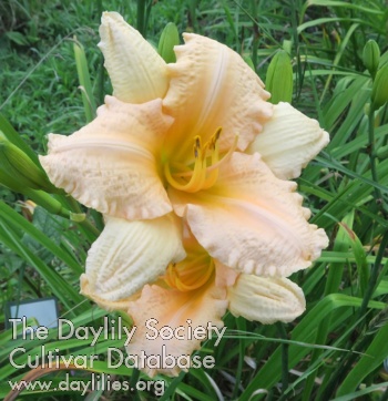 Olallie AASheaffer