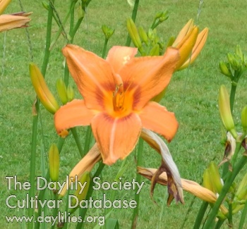 Olallie Heather Dawn AHS image