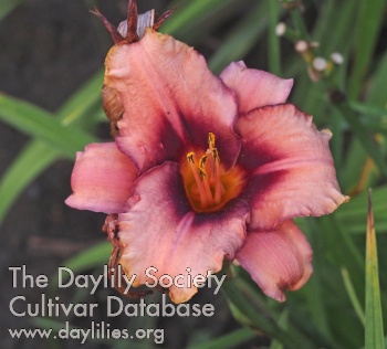 Olallie Jean Maxine AHS image