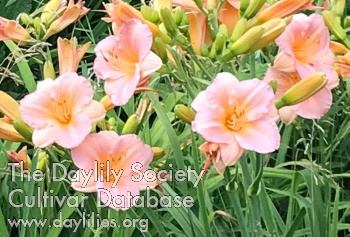 Olallie Justine AHS image