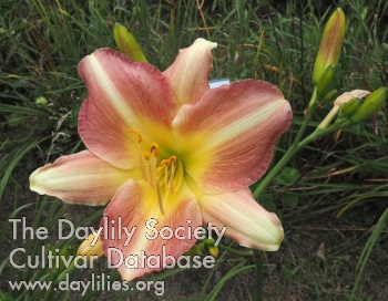 Olallie Lady Gabrielle AHS image