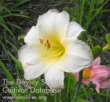 Olallie Lee's Heart and Soul AHS image