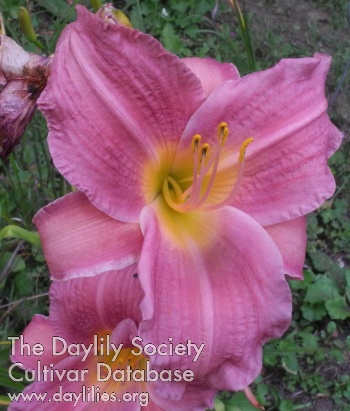 Olallie Legacy Lady AHS image