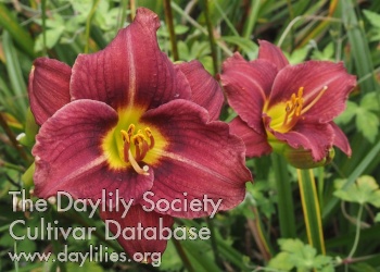 Olallie Lohse AHS image