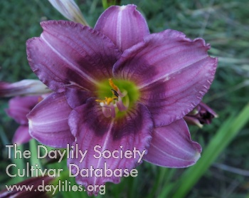 Olallie Seth's Melody AHS image