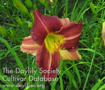 Olallie Sheri's Fancy AHS image