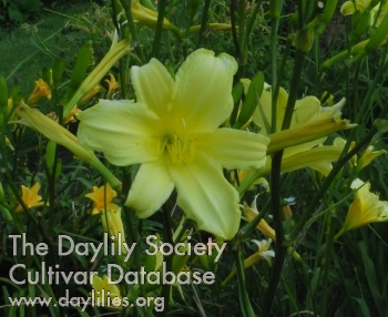 Olallie Susan's Summer Night AHS image