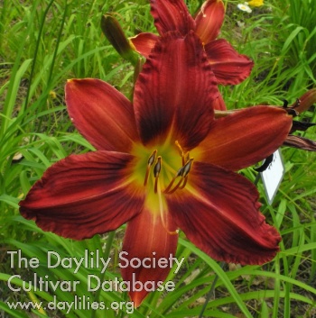 Olallie SusieQ AHS image