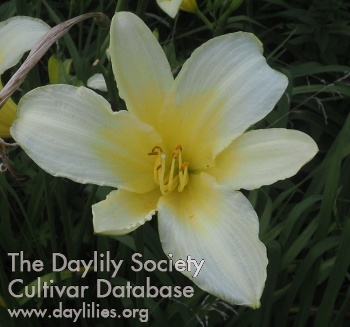 Olallie Young Lady AHS image