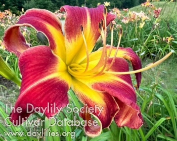 Kathie Letellier AHS image