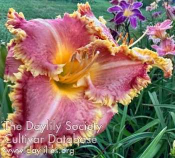 Patricia DiBiase Memorial AHS image