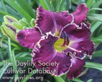 Royal Monarch AHS image
