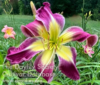 Terry Brenner Memorial AHS image