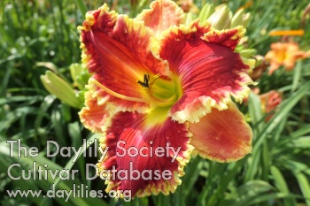 Boitzer Fresh Red AHS image