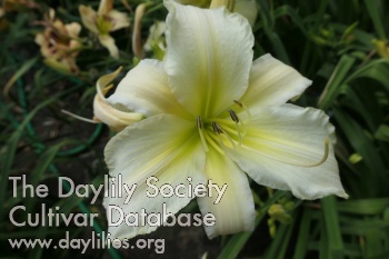 Boitzer Jardin Blanc AHS image