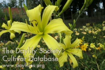 Boitzer Lemon Dancer AHS image