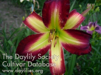 Boitzer Scarletta AHS image