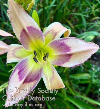 Greywoods Windspirit AHS image