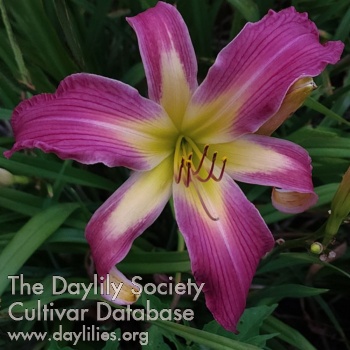 Heavenly Pink Dragons AHS image
