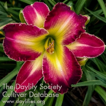 Yummy Delight AHS image