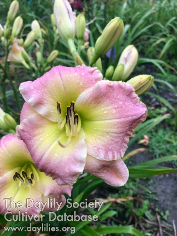 Crystal Lotus AHS image