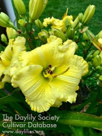 We Deliver Sunshine AHS image