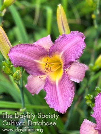 Victorian Orchid AHS image