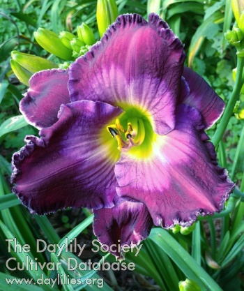 Diviner's Desire AHS image