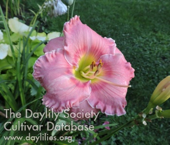 Township's Tickled Pink AHS image