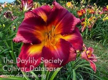 Michelle Nagy AHS image