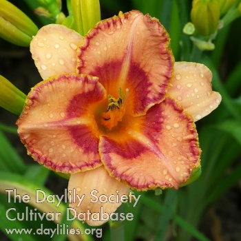 KGardens Sweet Dream AHS image