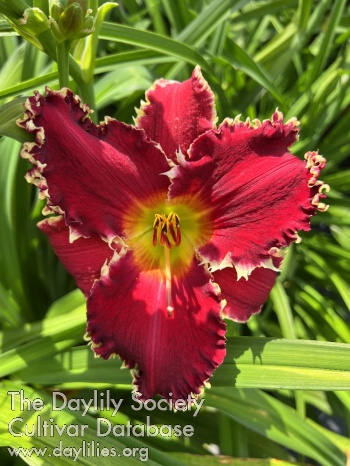 Ruby Adagio AHS image