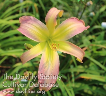 Elizabeth's Etude AHS image