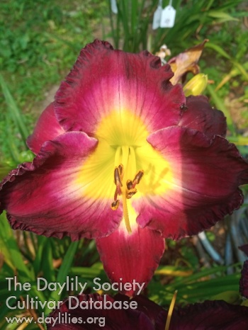 Royal Envy AHS image