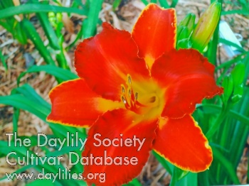 Deborah Jean Grebel AHS image