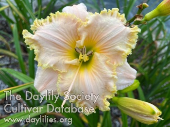 Darwin's Grapefruit Curd Tart AHS image