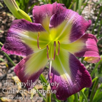 Patti Byerley AHS image