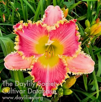 Colorful Chaos Pretty in Pink AHS image