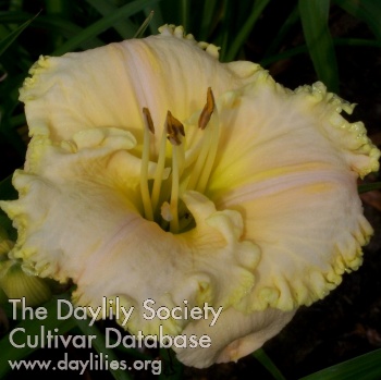 Dykumos Saule